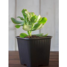 Vionna Bitkim Sende Mini Saksılı Yeşim Çiçeği (Crassula Ovata), 10-15 Cm, Yeşil, Para Sukulenti
