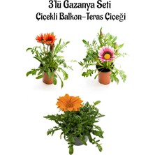 Vionna Bitkim Sende Gazanya Çiçeği, 3 Adet Saksılı, 10-20 Cm, Balkon Çiçeği, Kırmızı-Pembe-Beyaz-Turuncu