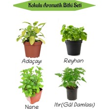 Vionna Aromatik Kokulu Mutfak Seti Adaçayı+Reyhan+Nane+Itır Fidesi 4 Adet, BTS010NA0807