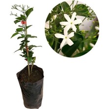 Vionna Nura Botanik Mis Kokulu Ful Yasemin Çiçeği, 1 Adet Saksılı, 30-60CM, Bahçe Çiçeği