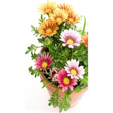 Vionna Gardenbox Karışık Renkli Gazanya, 10-20 Cm, 10 Adet Saksılı Çiçekli Bodur Bitki