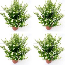 Vionna Gardenbox 4'lü Beyaz Küfeya Çiçeği Fidanı, 20-30 Cm, Tüplü, Periwinkle