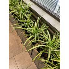 Vionna Nura Botanik Chlorophytum Kurdela Çiçeği, 20-40 Cm, 1 Adet Saksılı Bahçe Salon Bitkisi