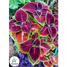 Vionna Serada Decor & Plant Yaprak Güzeli Kolyos-Kolyoz Saksılı Salon Balkon Çiçeği, Mor-Pembe