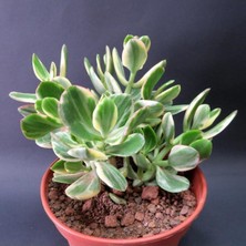 Vionna Nura Botanik Crassula Ovata Variegata (Para Ağacı) Jade Plant, 5.5cm Saksı, Yeşil-Krem-Sarı-Pembe