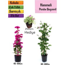 Vionna Nura Botanik Pembe Begonvil, Kokulu Hanımeli Çiçeği, Mezem Çiçeği Hediyeli 3'lü Peyzaj Seti