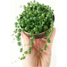 Vionna Nura Botanik Serada Decor Plant Tesbih Çiçeği, String Of Pearls Sukulent