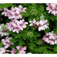 Vionna Gardenbox Mis Kokulu Itır Çiçeği, 15-35 cm Saksılı Bodur Bitki, Lavandula, Çok Renkli