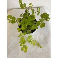 Vionna Gardenbox Orta Boy Sarı Kız Çiçeği, 8,5 Saksıda, Saksıcı Bitki, 1 Adet