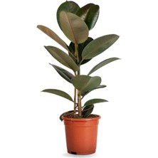 Vionna Serada Decor & Plant Ficus Elastica Midi Boy Kauçuk Çiçeği, Saksılı, 20-45CM, 1 Adet