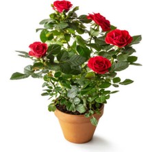 Vionna Gardenbox Turuncu Bulgar Gülü Fidanı, Saksılı, Kokulu, 40-60 cm