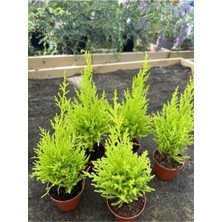 Vionna Gardenbox Limon Kokulu Limon Çamı Fidanı, 30 Adet, Tüplü, Dış Mekan Çit Bitkisi