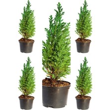 Vionna Serada Decor & Plant Leylandi Fidanı, 40-50 Cm, 5 Adet Saksılı, Dış Mekan Bitkisi, Cupressocyparis Leylandii