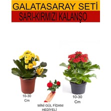 Vionna Nura Botanik Sarı-Kırmızı Kalanşo ve Kırmızı Gül Fidanı 2'li Takım Seti, 10-30 cm