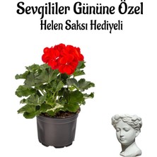 Vionna Nura Botanik Kokulu Kırmızı Sardunya Çiçeği, Helen Saksı Hediyeli, Çiçekli Bodur Bitki