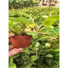 Vionna Nura Botanik Zümrüt Dalgası Sarmaşık Bitkisi, Peperomia, 15-30 Cm, Saksılı