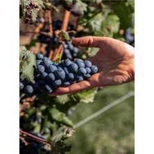 Vionna Nura Botanik Merlot Üzüm Fidanı, 30-60 Cm, Tüplü, Dış Mekan