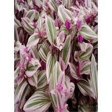 Vionna Serada Decor & Plant Pembe Telgraf Çiçeği, 10-15 cm Saksılı, Tradescantia Nanouk