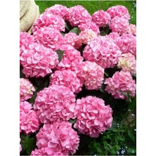 Vionna Nura Botanik Pembe Çiçekli Ortanca Fidanı, 30-55 Cm, Tüplü