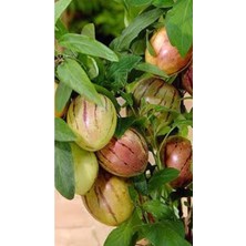 Vionna Nura Botanik Pepino Fidesi, 10-25 Cm, Tüplü Iç Mekan Bitkileri, Solanum Muricatum