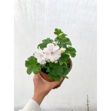 Vionna Nura Botanik Beyaz Sakız Sardunya Çiçeği Fidanı, 15-25 Cm, Saksılı, Pelargonium