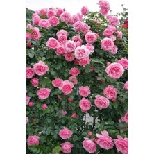 Vionna Gardenbox Sarmaşık Gül Davinci Kokulu Katmerli Saksılı, 20-30 Cm, Çok Renkli