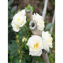 Vionna Gardenbox Beyaz Kokulu Gül Fidanı, 10-15 Cm, Saksılı Aşılı Gül