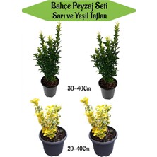 Vionna Gardenbox Bahçe Seti, 2 Adet Yeşil Taflan 30-40CM, 2 Adet Sarı Taflan 20-40CM, Hediye Buz Çiçeği