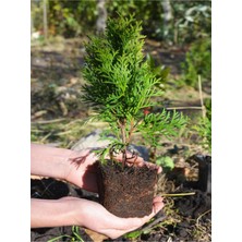 Vionna Serada Decor & Plant Leylandi Fidanı, 15-30 Cm, 6 Adet Tüplü Dış Mekan Bitkisi, Cupressocyparis Leylandii