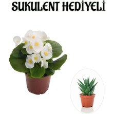 Vionna Nura Botanik Hediyelik Beyaz Şeker Begonya Çiçeği, Sukulent Hediyeli