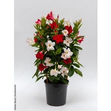 Vionna Serada Decor & Plant Mandevilla Karışık Sandavilla 30-60 Cm, Kırmızı Beyaz Çiçekli Dış Mekan Sarmaşık