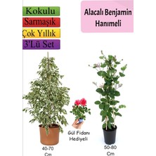 Vionna Nura Botanik Beyaz Alacalı Benjamin Bitkisi, Katmerli Ful Yasemin, Gül Fidanı Hediyeli 3'lü Set