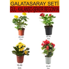 Vionna Serada Decor & Plant 4'lü Takım Seti, Sarı-Kırmızı Gül, Sarı Kalanşo, Kırmızı Şeker Begonya, Saksılı Çiçekli Bodur Bitkiler