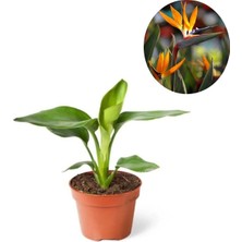 Vionna Nura Botanik Mini Saksıda Starliçe Cennet Kuşu Çiçeği, 15-25 cm