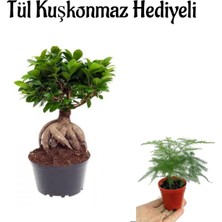 Vionna Nura Botanik Hediyelik Bonsai Bitkisi, Tül Kuşkonmaz, Sevgililer Gününe Özel