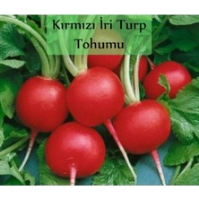 Vionna Zencefil Organik Kırmızı Turp Tohumu 1 Paket (10GR=1000+ Adet) Kırmızı Iri Turp Tohumu Erkenci Ege