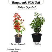 Vionna Gardenbox Kırmızı Begonvil Sarmaşık, Kokulu Filbahri Ağaç Şakayığı Çiçekli Bahçe Seti, 40-60 cm