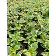 Vionna Gardenbox Yoğun Aromatik Kokulu Benjamin (Plectranthus Forsteri) Çiçeği, Beyaz Desenli Yapraklı