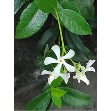 Vionna Gardenbox Arap Yasemin, 80-100 Cm, Saksılı Dış Mekan Sarmaşık Bitkileri, Beyaz Çiçekli