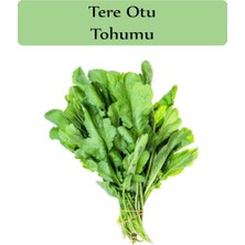 Vionna Zencefil Organik Tere Tohumu 1 Paket (10GR=5000+ Adet) Tere Otu Tohumu Geniş Yapraklı Tere