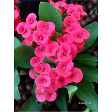 Vionna Nura Botanik Pembe Milli Dikenler Tacı, 1 Adet Saksılı, 20-40 Cm, Euphorbia
