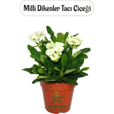 Vionna Nura Botanik Beyaz Milii Dikenler Tacı Kaktüsü, 1 Adet, Saksılı, 20-25 cm