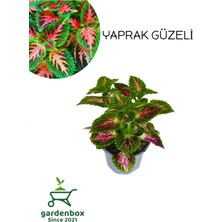 Vionna Serada Decor & Plant Nadir Tür Kolyos Yaprak Güzeli, Saksılı, 10-20 Cm, Yeşil-Kırmızı
