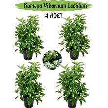Vionna Gardenbox Kartopu Viburnum Lucidum, 4 Adet, 80-100 Cm, Saksılı, Dış Mekan Bahçe Peyzaj Çit Bitkisi
