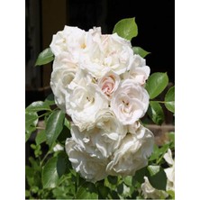 Vionna Nura Botanik Chopin Beyaz Gül Fidanı, 1 Adet, Saksılı, 10-15 Cm, Dış Mekan