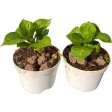 Vionna Gardenbox 2'li Mini Ortanca Seti, 5-10 Cm, Yoğun Çiçekli Bitki, Çok Renkli