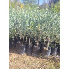 Vionna Serada Decor & Plant Sofralık Gemlik Zeytin Fidanı, 5 Adet Tüplü, 40-65CM, Bol Verimli