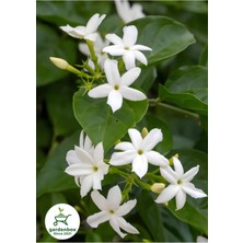 Vionna Nura Botanik Kokulu Sarmaşık Ful Yasemin Çiçeği, Saksılı, 30-60 Cm, Jasminum