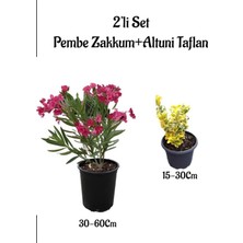 Vionna Serada Decor & Plant Pembe Zakkum Çiçeği Fidanı + Altuni Taflan Çit Bitkisi Saksılı Set, 2'li