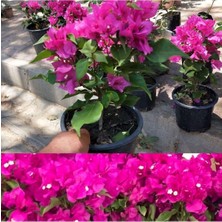 Vionna Gardenbox Pembe Begonvil Bitkisi, Çiçekli Bodur Bitki